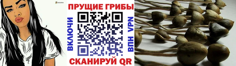 hydra ссылка  Светогорск  Псилоцибиновые грибы Psilocybe 